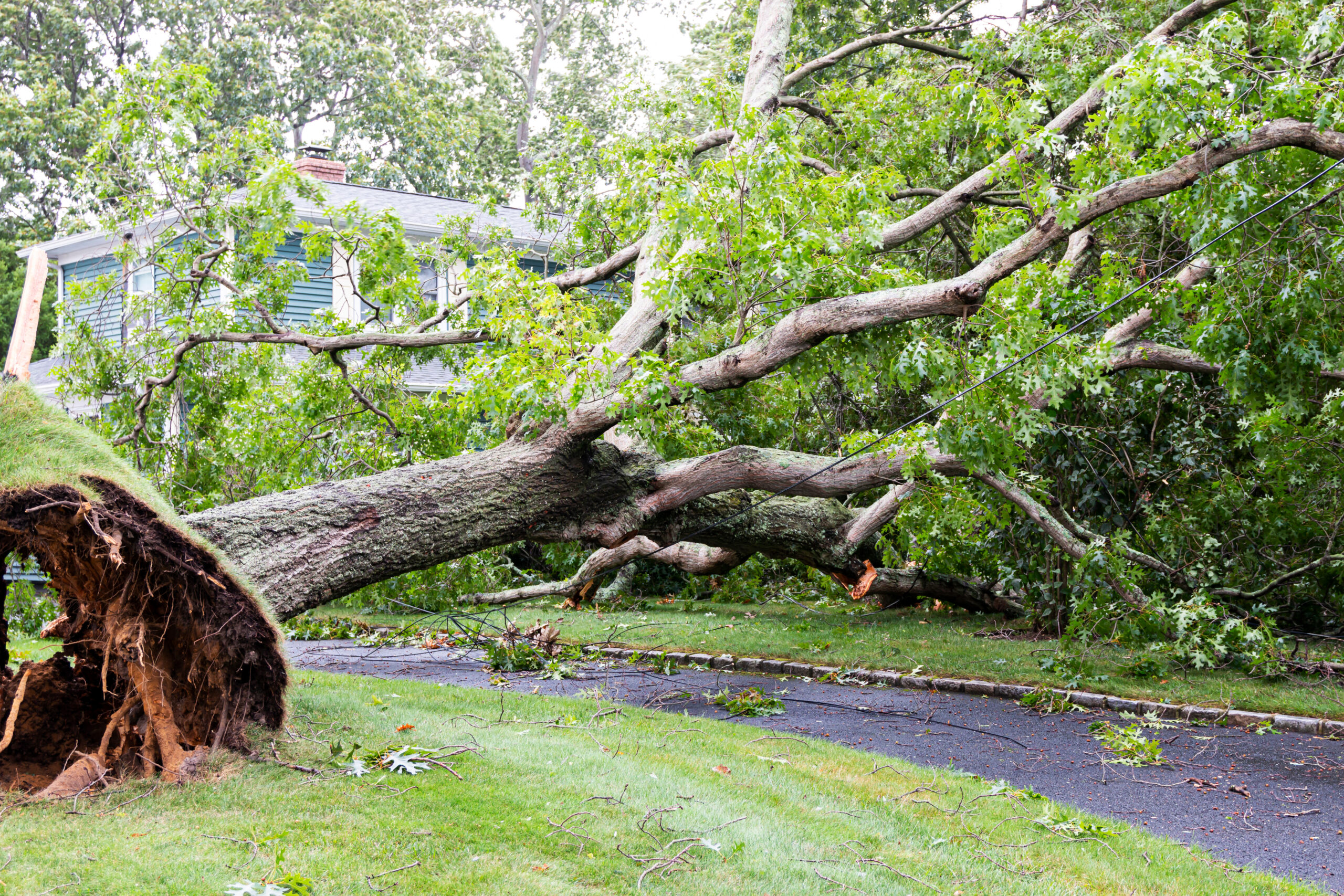tree falls over driveway and on to house during tropical storm isaias
