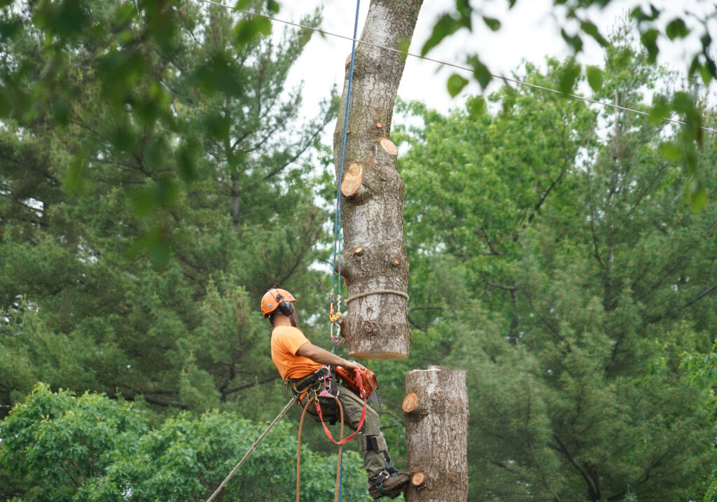 manual worker hanging by crane to the tree top for tree removal