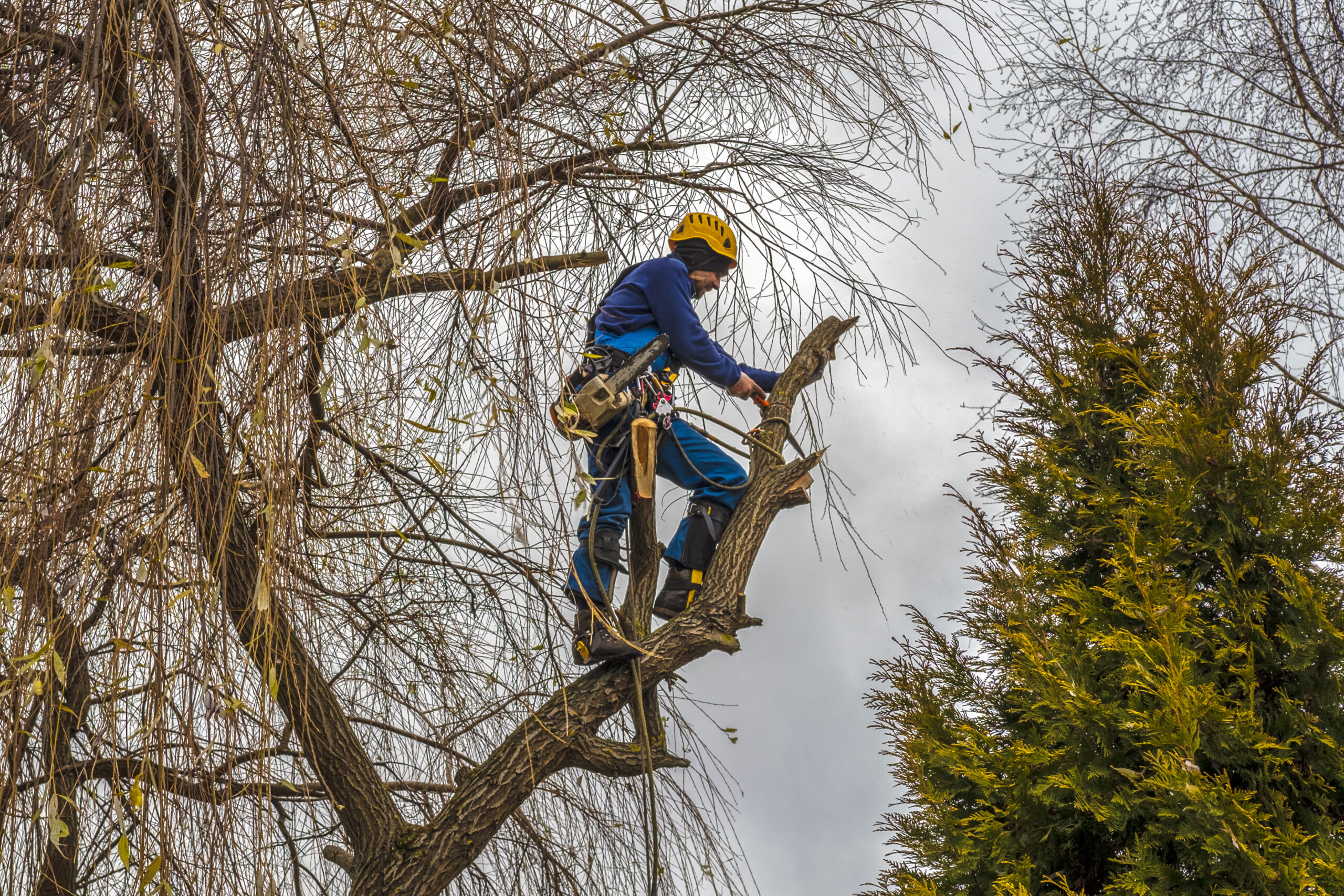 professional cutting a side small branch of willow tree during an autumn day